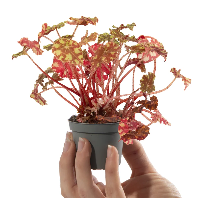 247plants4056443