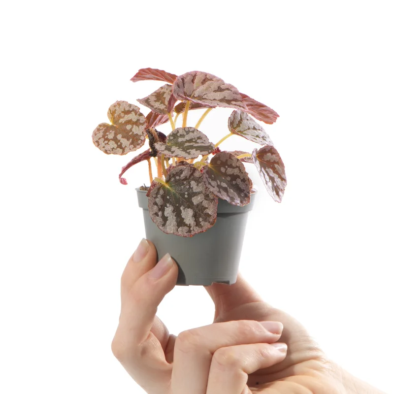 247plants4056475