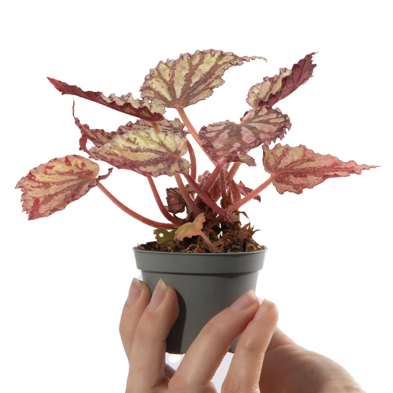 247plants4056516
