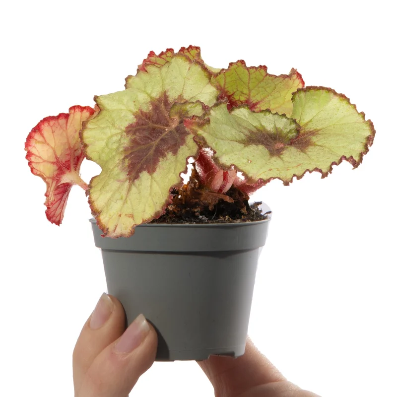 247plants4056554