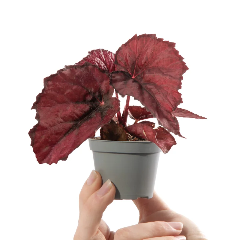 247plants4056620
