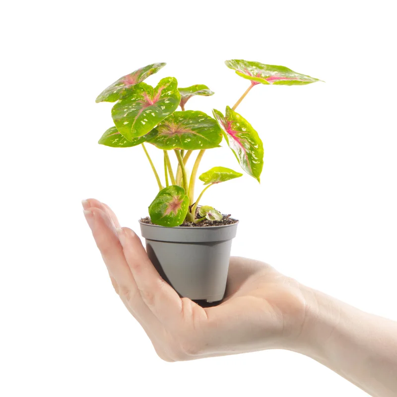 247plants4056683