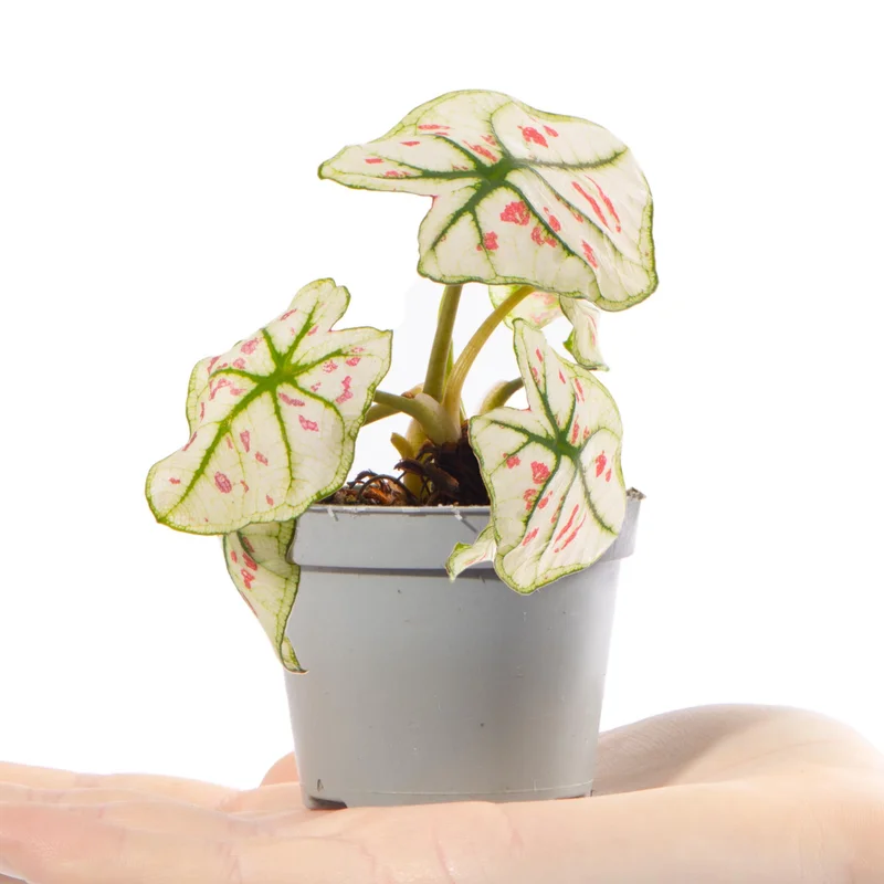 247plants4056696