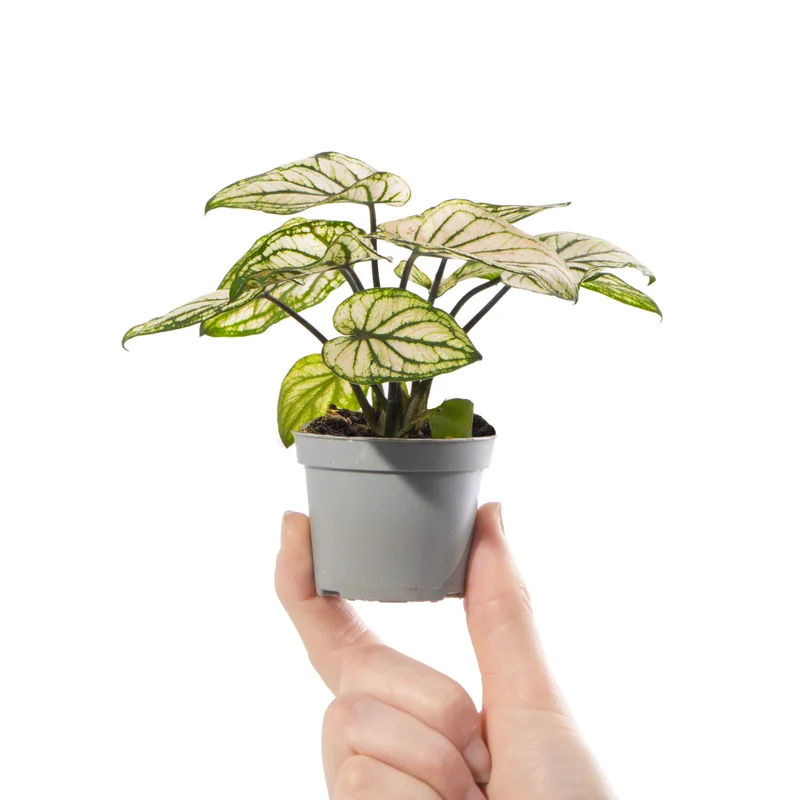 247plants4056727