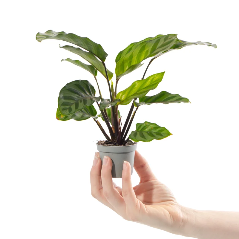 247plants4056738