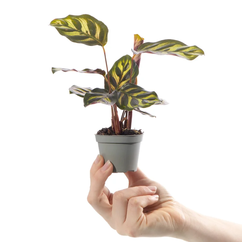 247plants4056785