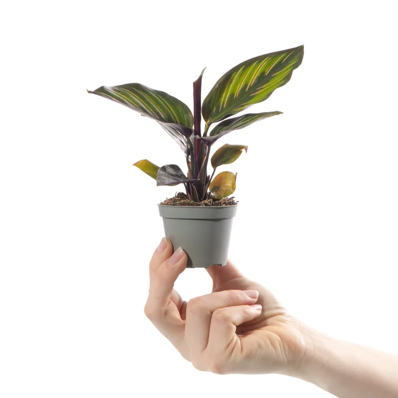 247plants4056848