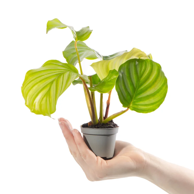 247plants4056878