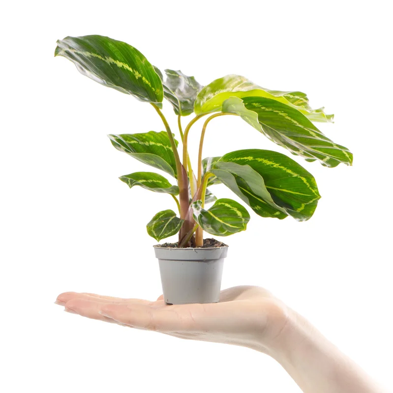 247plants4056909