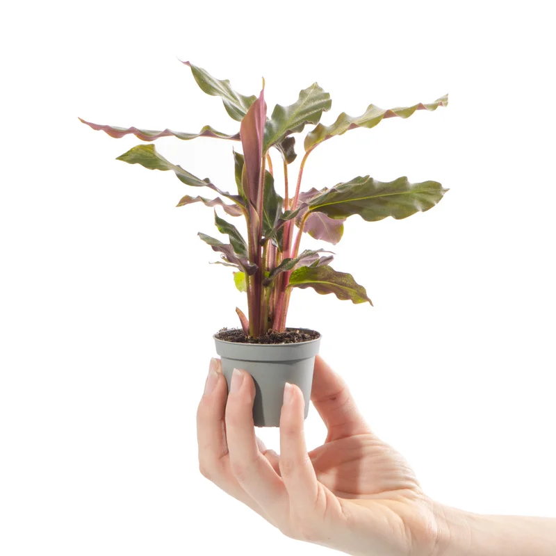 247plants4056998