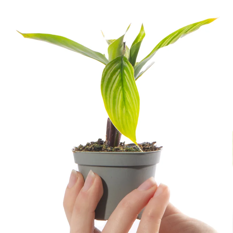 247plants4057030