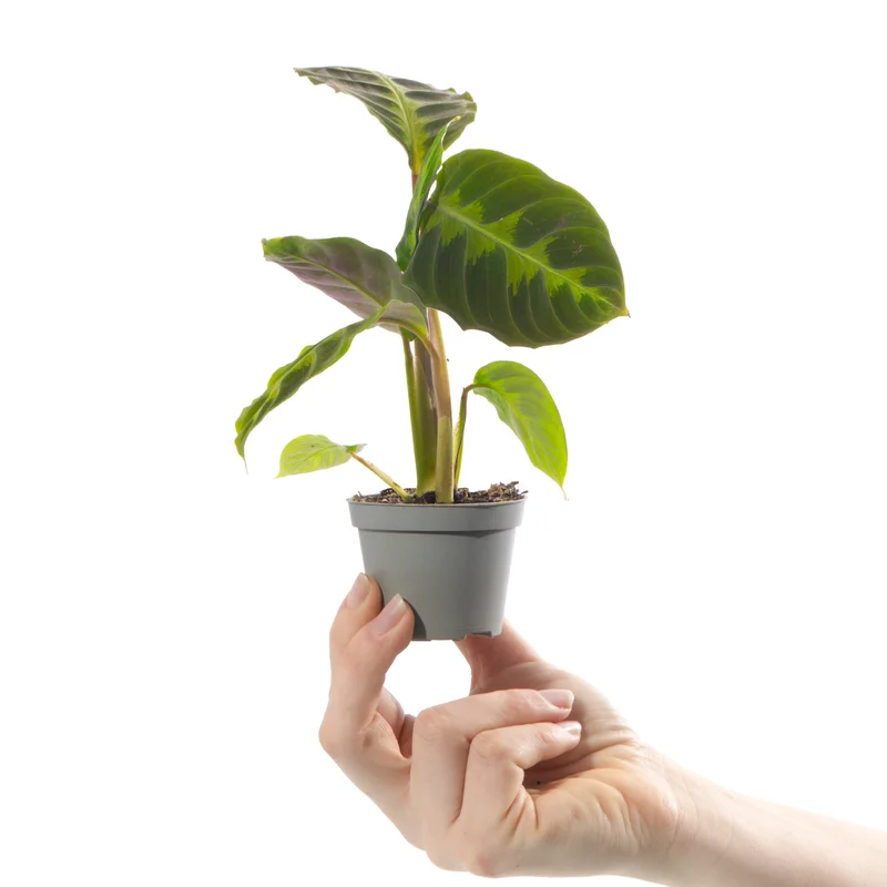 247plants4057053