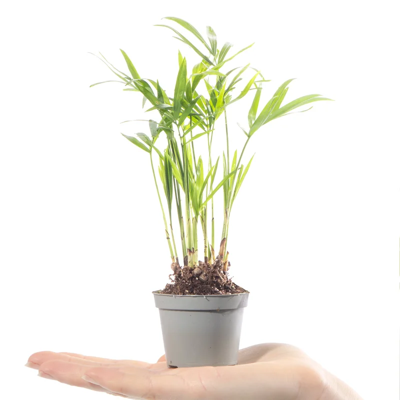 247plants4057108