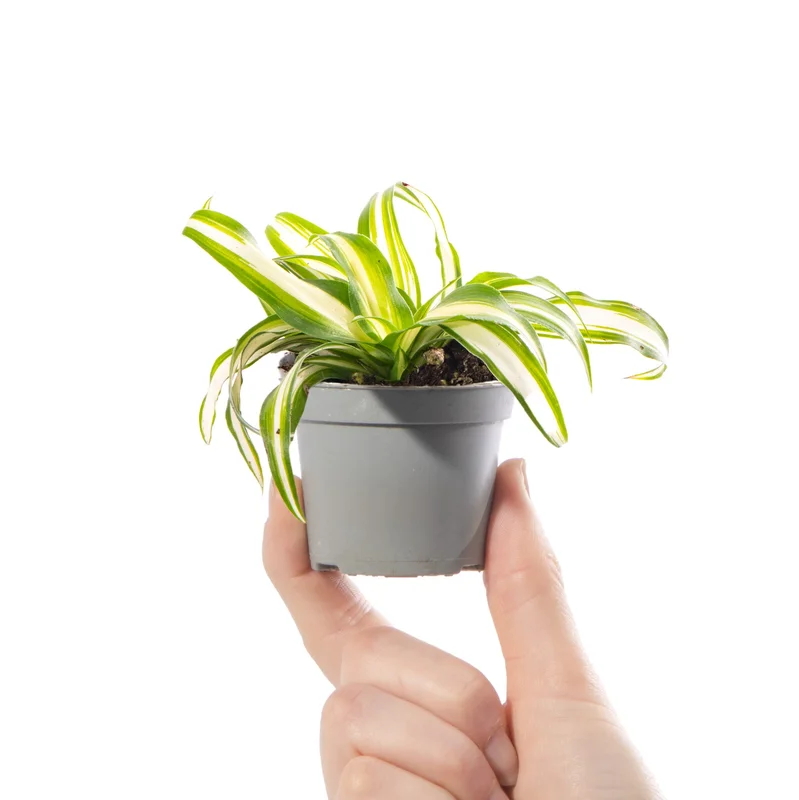 247plants4057136
