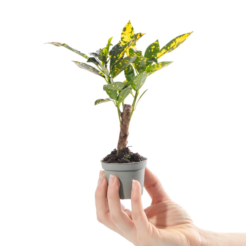 247plants4057169