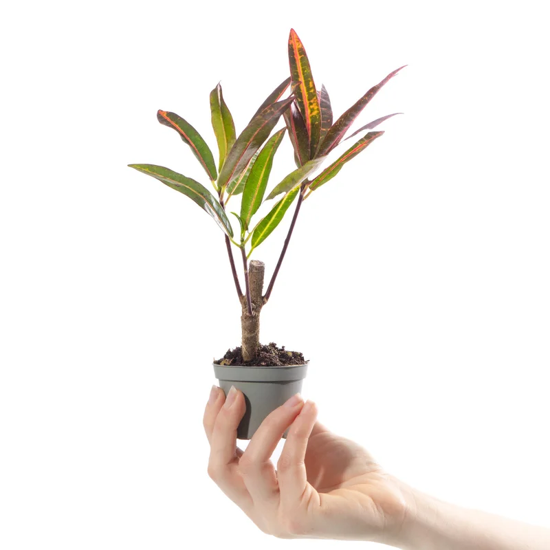 247plants4057204
