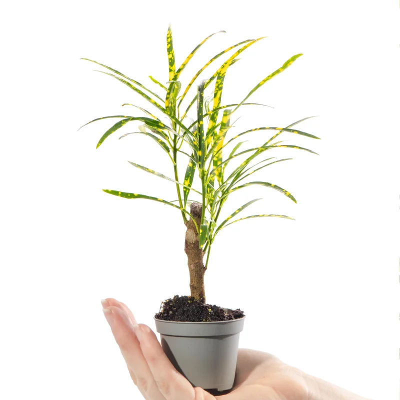 247plants4057259
