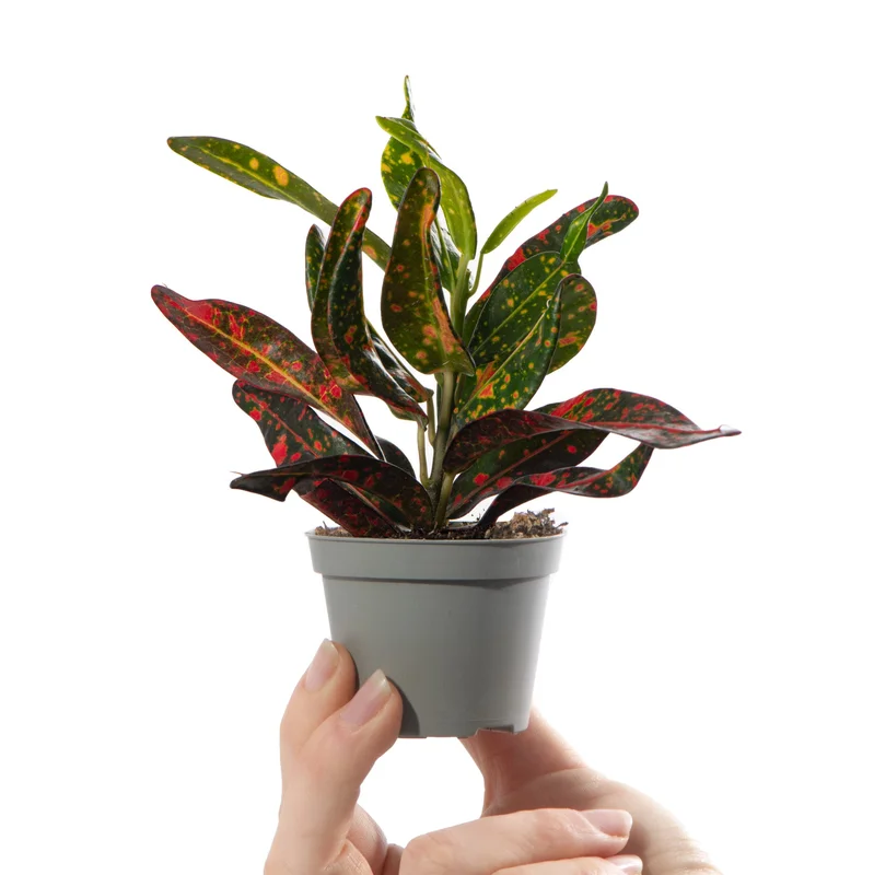 247plants4057297