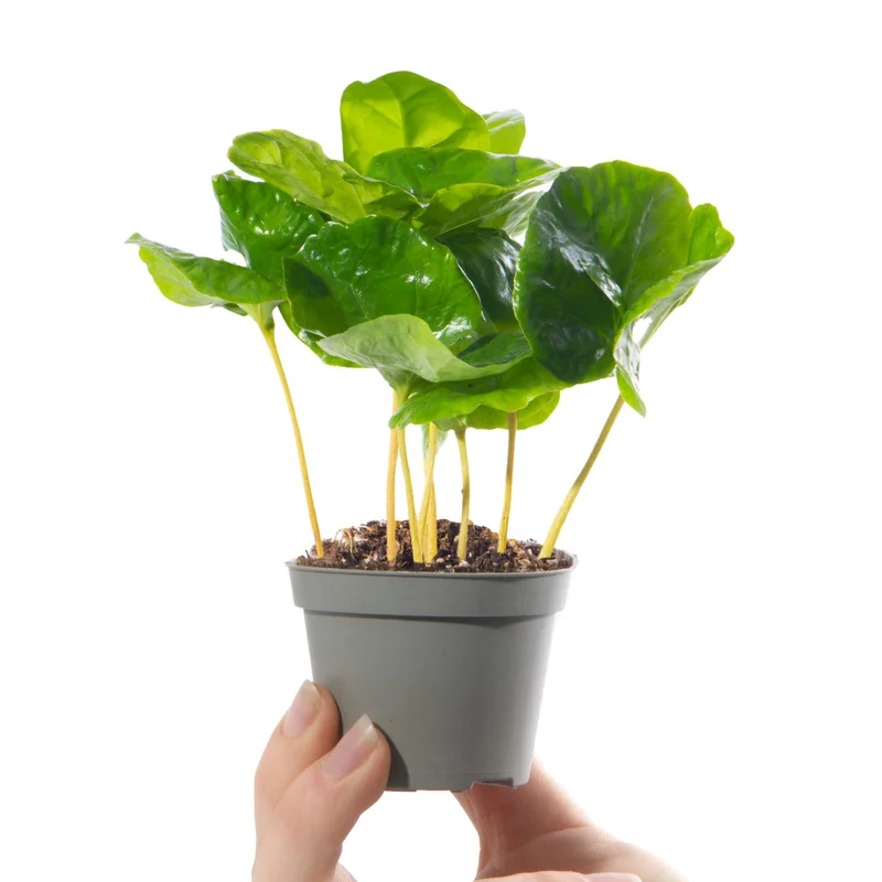 247plants4057332