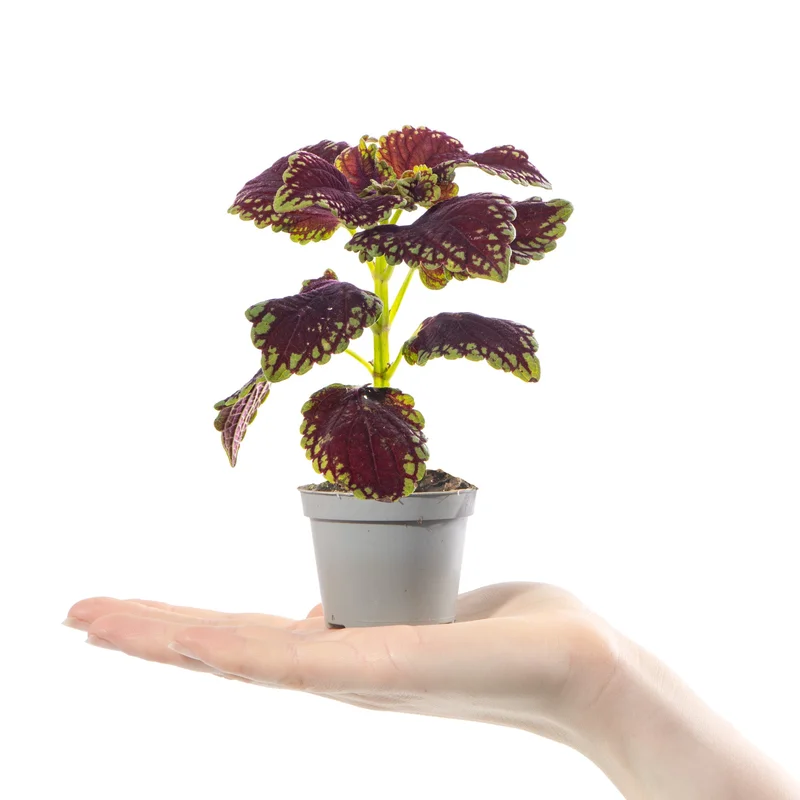 247plants4057363