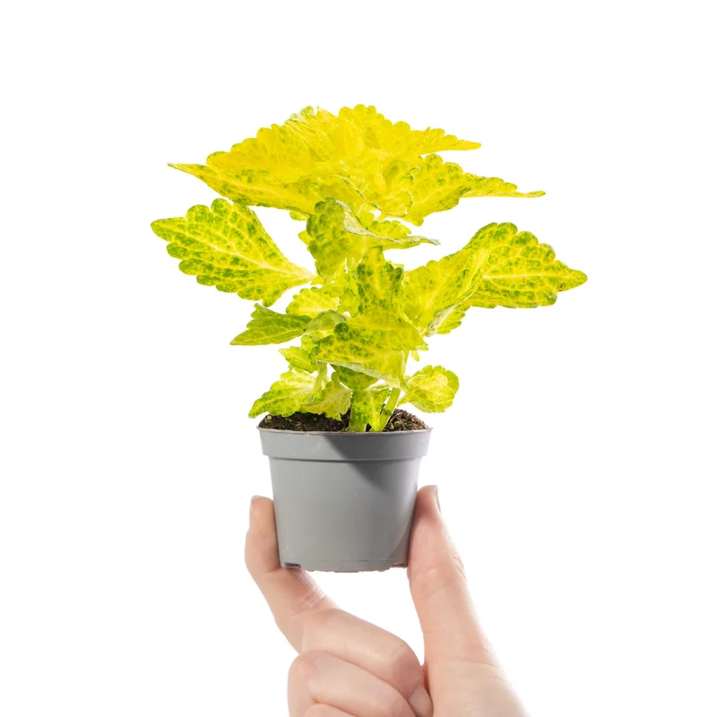 247plants4057389