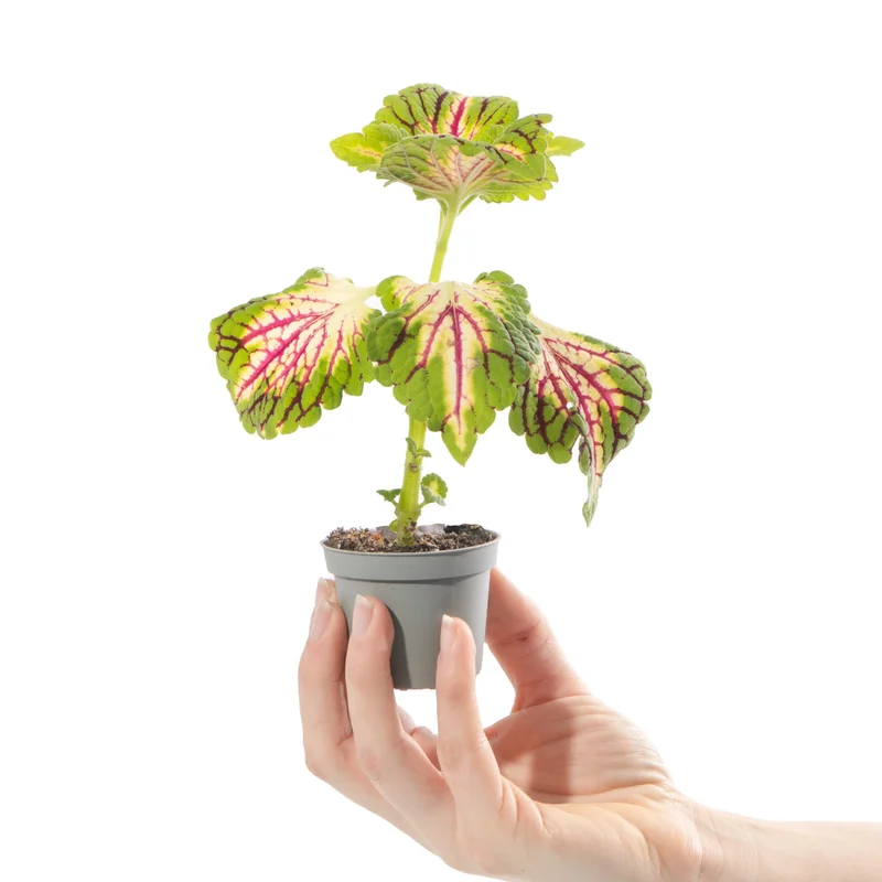 247plants4057417