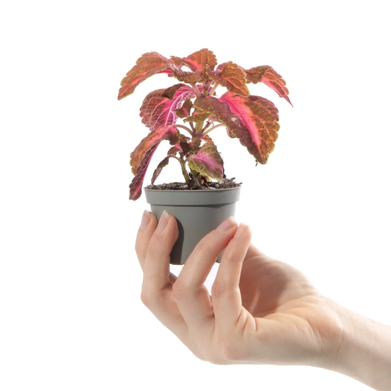 247plants4057447