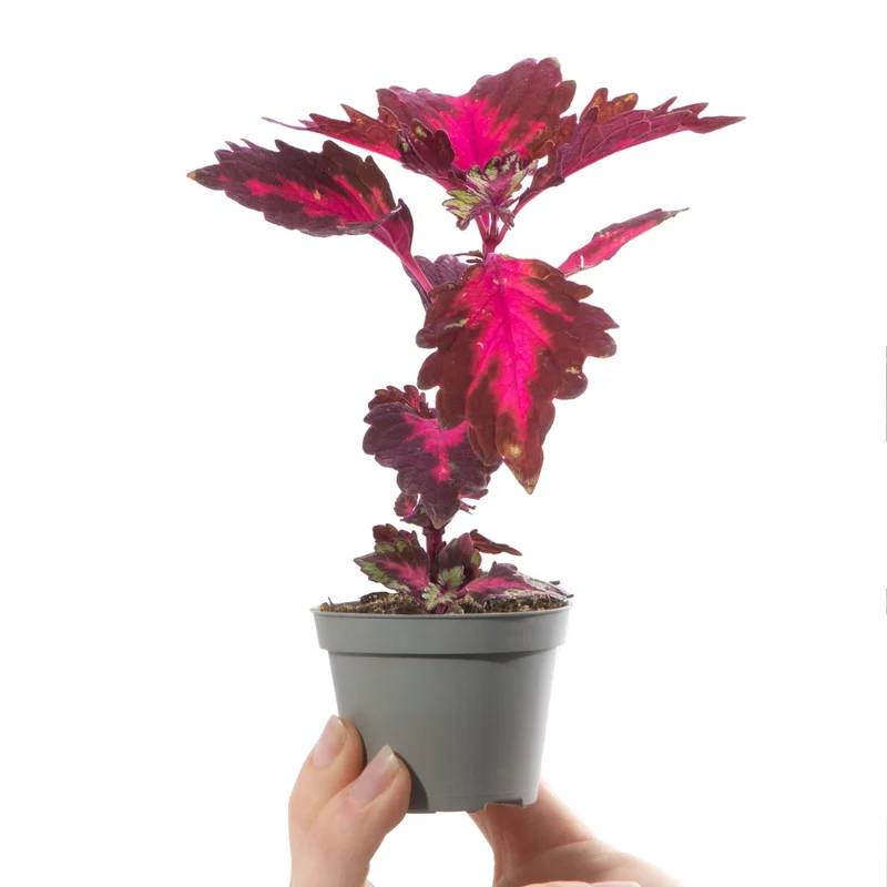 247plants4057472