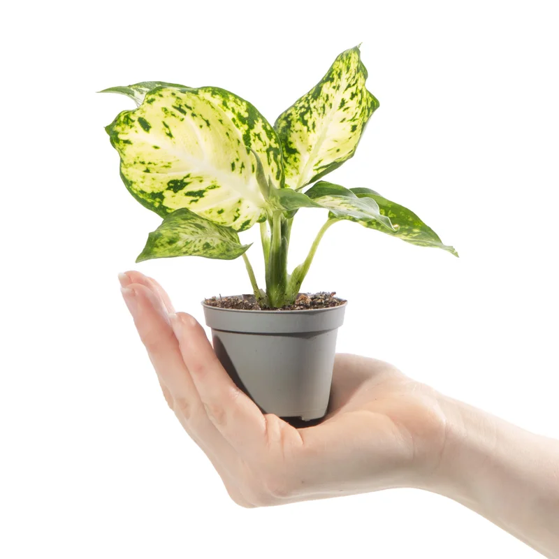 247plants4057505