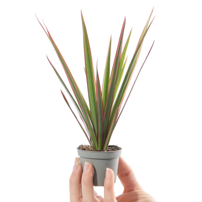 247plants4057532
