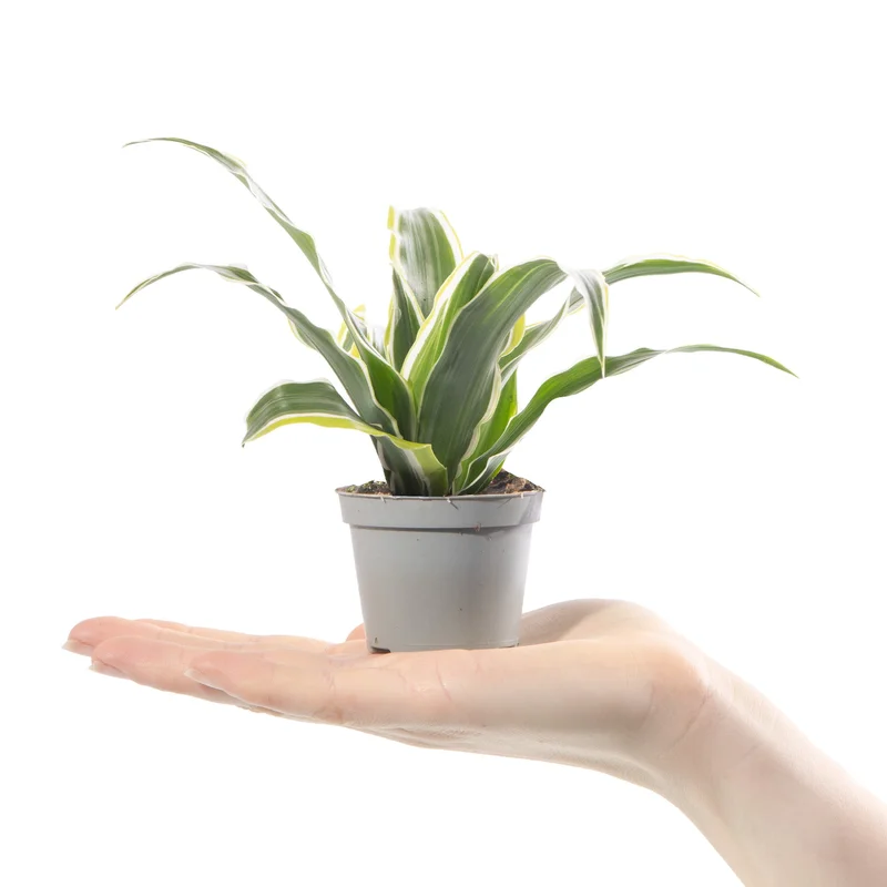 247plants4057564