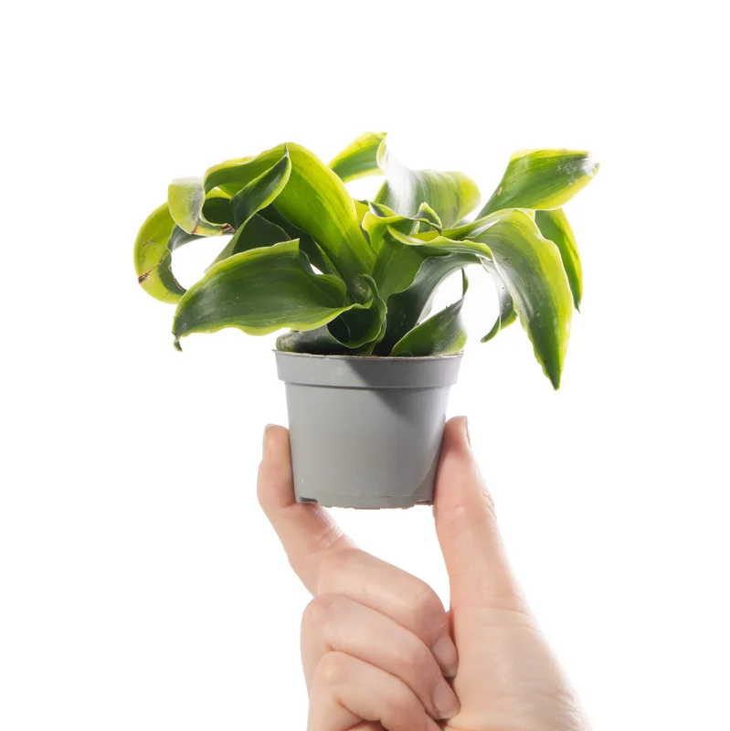 247plants4057597
