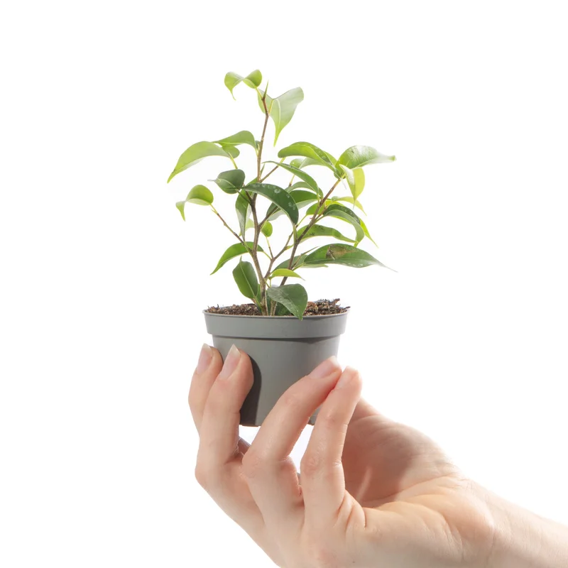 247plants4057647