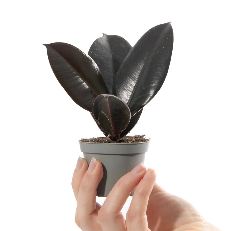 247plants4057678