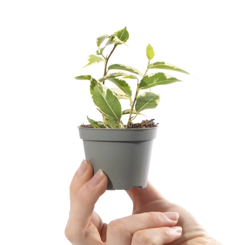 247plants4057700