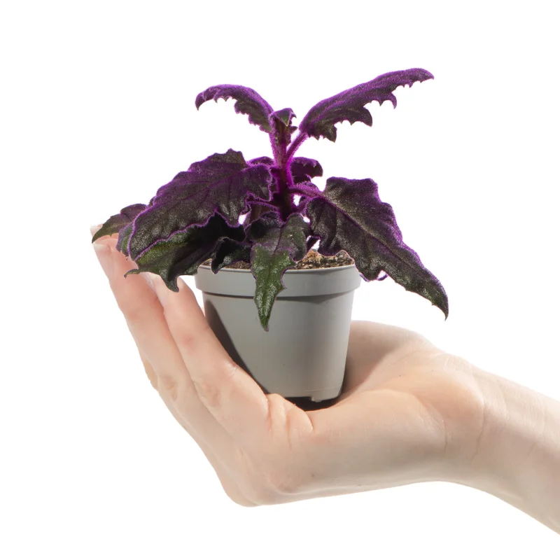 247plants4057759