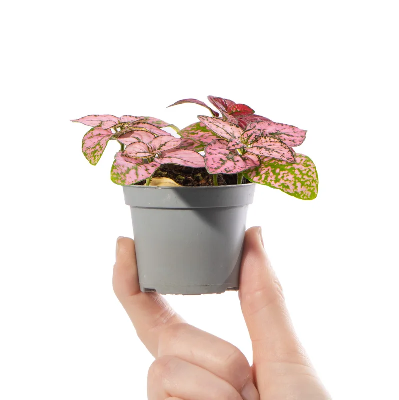 247plants4057789