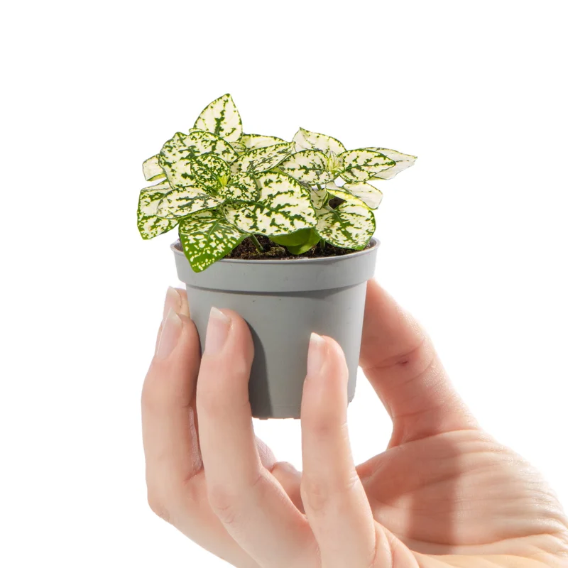 247plants4057828