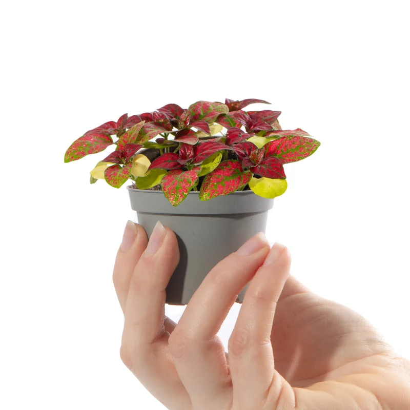 247plants4057860