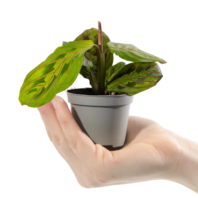 247plants4057896