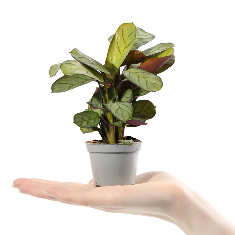 247plants4057923