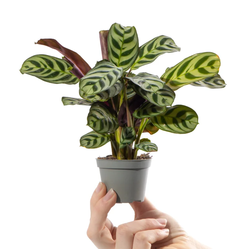 247plants4057951