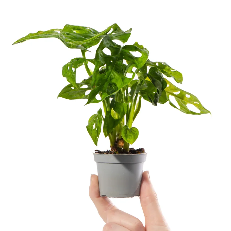 247plants4057981