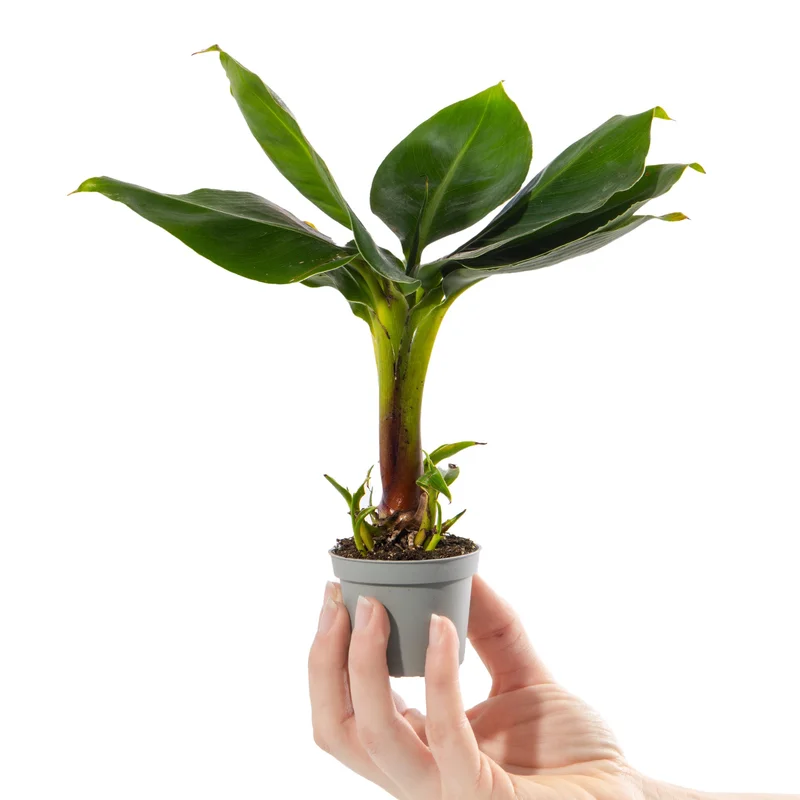 247plants4058007