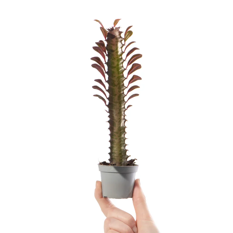 247plants4058035
