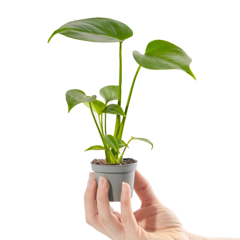 247plants4058060