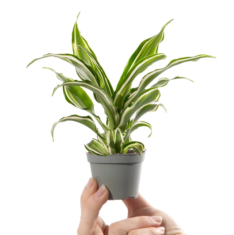 247plants4058085