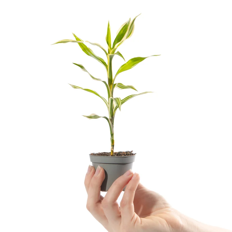 247plants4058109