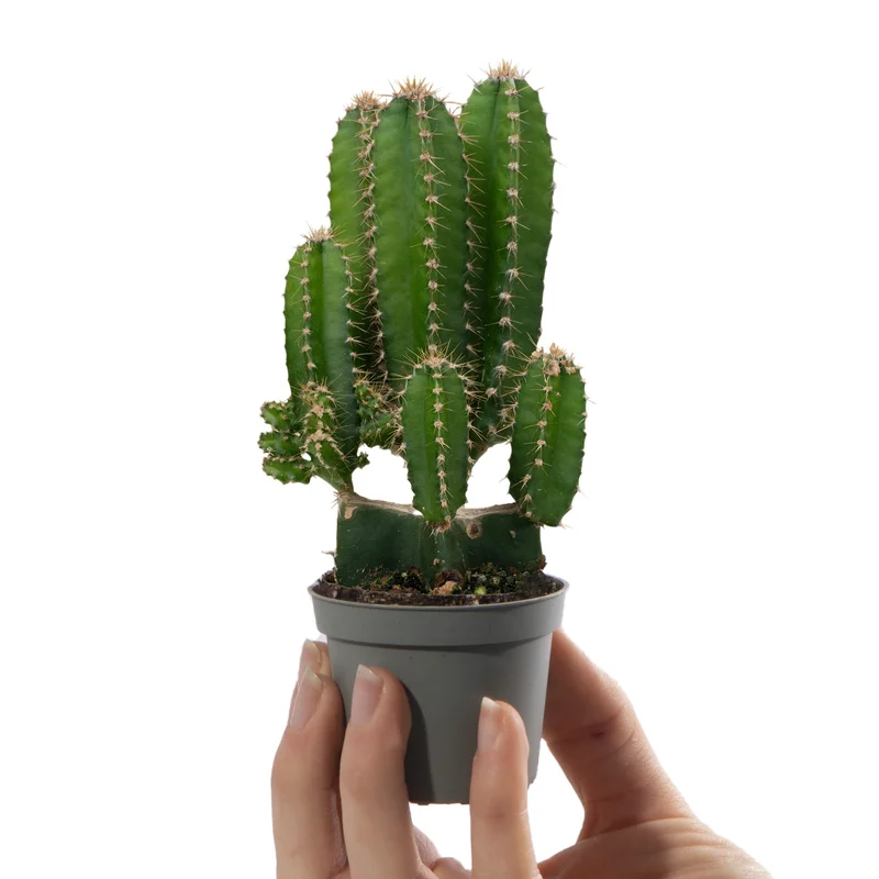 247plants4058159