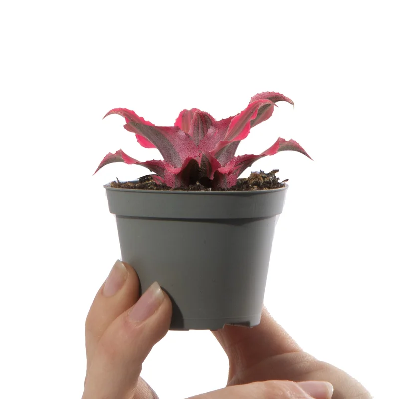 247plants4058184